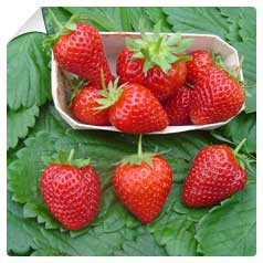 Fragaria vesca Cijosee